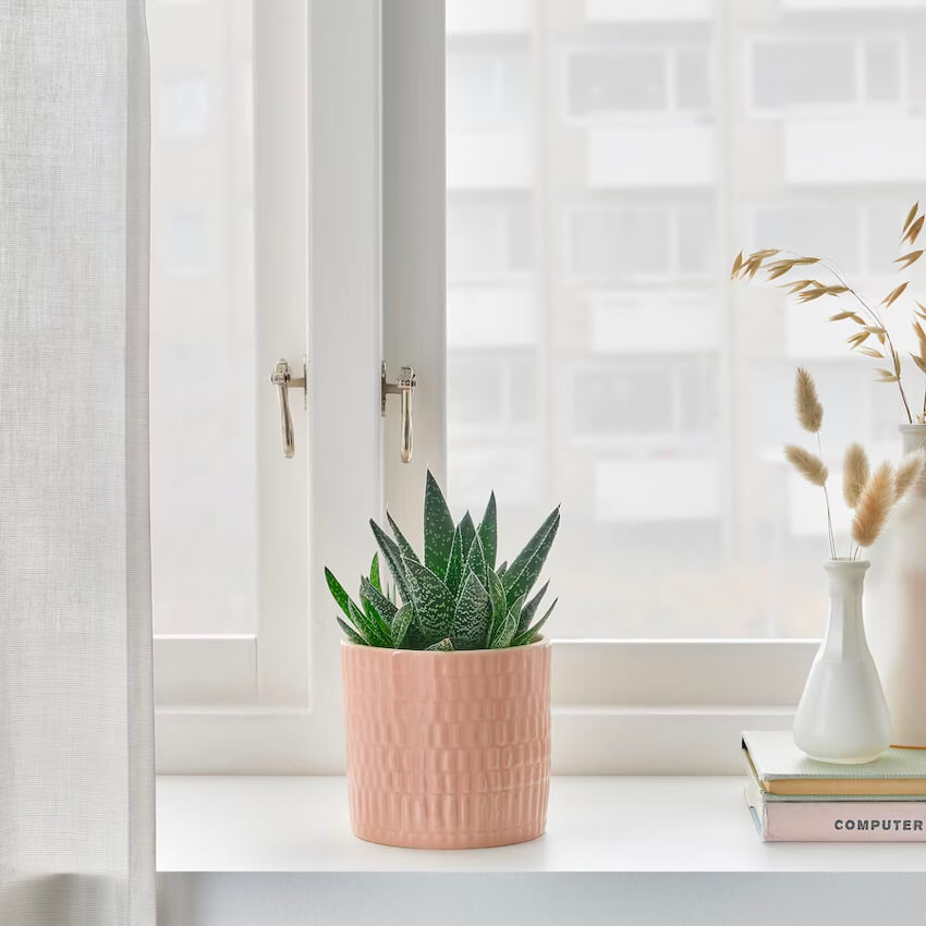 Plant Pot